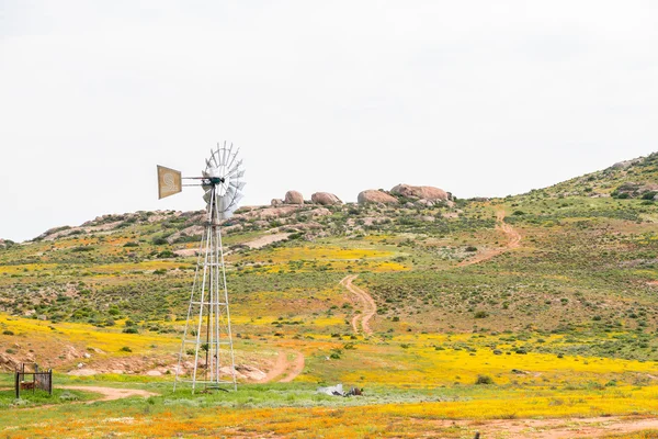 Windmill between flowers at Boemansuitkyk — Stock Photo, Image