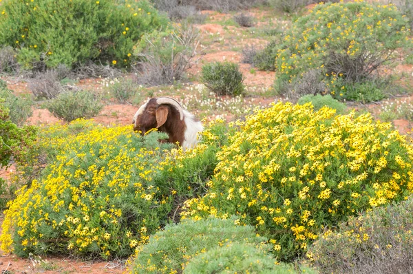 Boerbok eet bloemen — Stockfoto