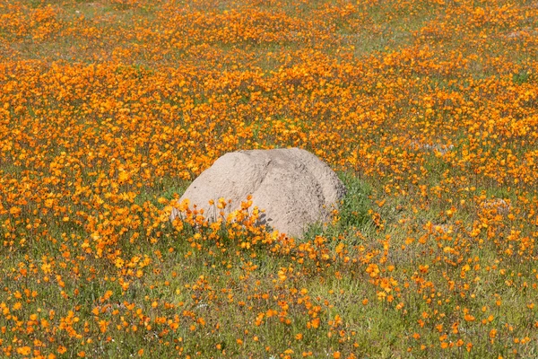 Anthill between orange daisies — Stock Photo, Image