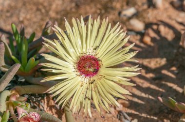 Cephalophyllum pillansii, Namaqualand bir secde etli