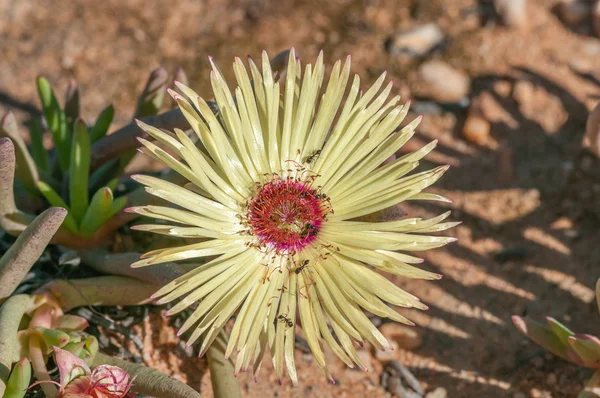 Cephalophyllum pillansii, a prostrate succulent of Namaqualand — Stock Photo, Image