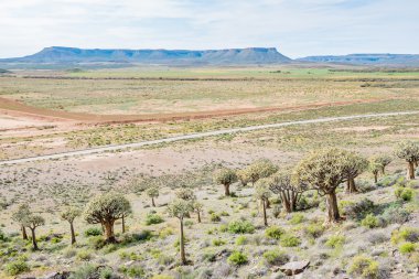 View from the Quiver Tree Forest at Gannabos