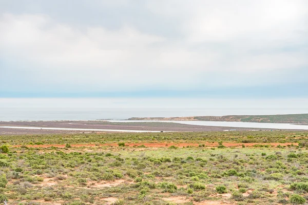 Olifants River estuary — Stock Photo, Image