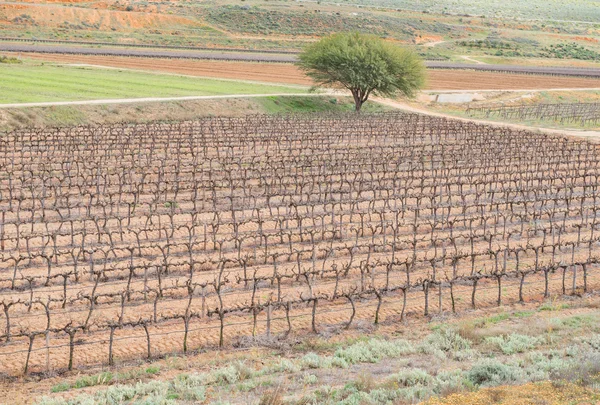 Vineyards near Lutzville — Stock Photo, Image