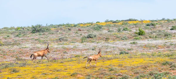 Rode hartebeest tussen autochtone bloemen — Stockfoto