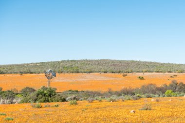 Yerli turuncu papatya büyük alanları