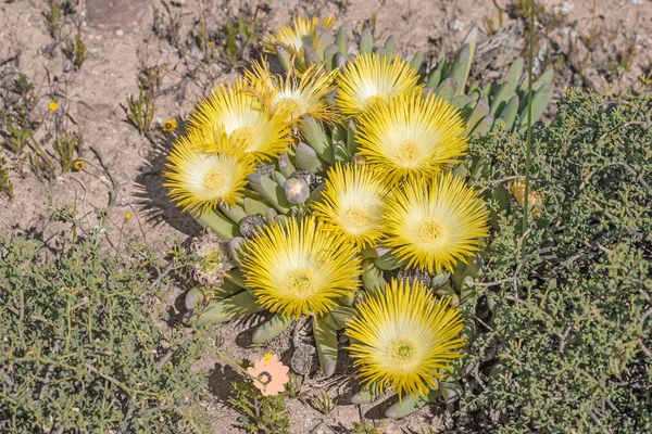 Cheiridopsis imitans — Stok fotoğraf