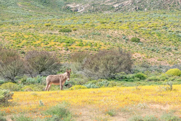 Burro em um campo de flores selvagens — Fotografia de Stock