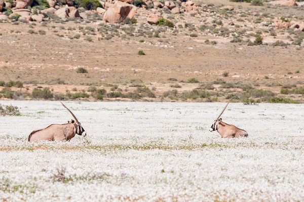 Oryx in witte bloemen — Stockfoto