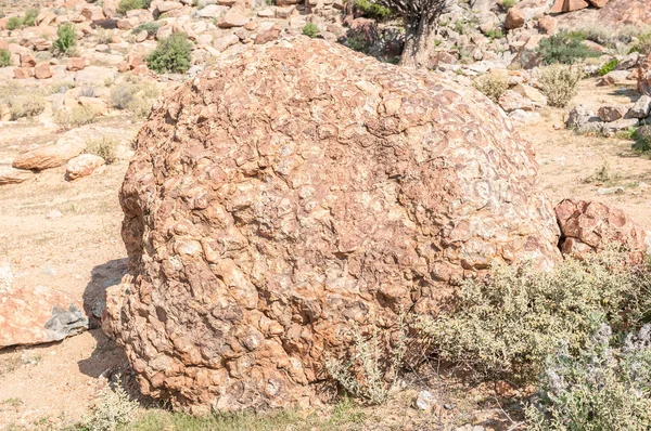 Granito orbicular em Colina Orbicular perto de Concórdia — Fotografia de Stock