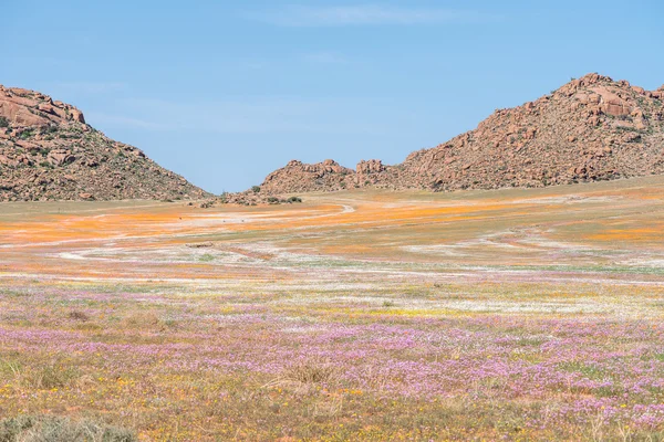 Goegap 自然保護区の花のカーペットでオリックス — ストック写真