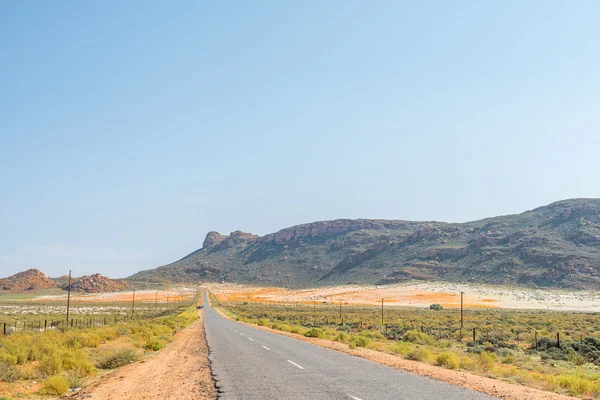 Flowers between Okiep and Concordia — Stock Photo, Image