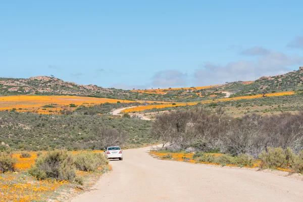 Camino de entrada a Skilpad — Foto de Stock