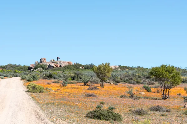 Tag af Namaqualand synspunkt - Stock-foto