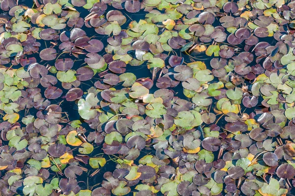 Folhas de lírio de água multicoloridas — Fotografia de Stock