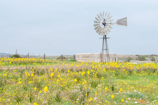 Yellow Kastert and windmill with dam — Stock Photo, Image