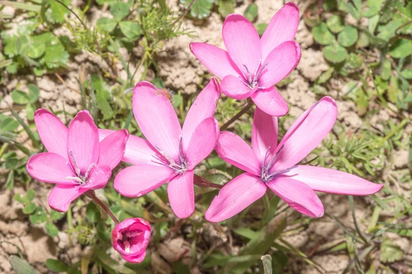 Pienk aandblom (pink evening flower) — Stock Photo, Image