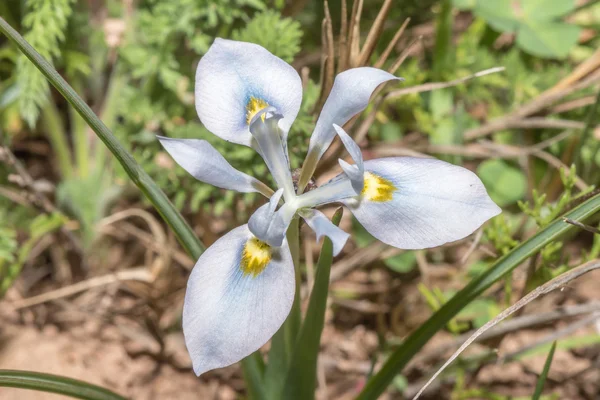 Tulipano blu del Capo — Foto Stock
