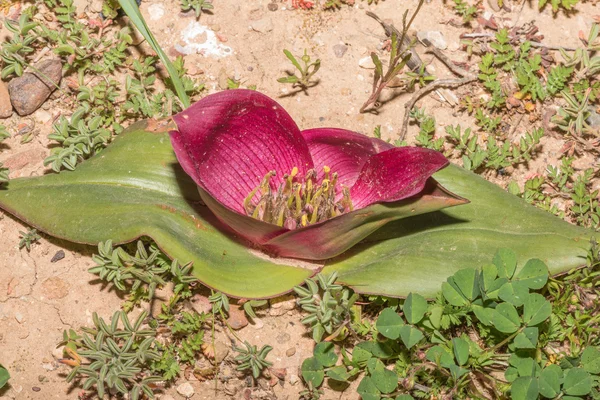 Kupası ve fincan tabağı çiçek — Stok fotoğraf