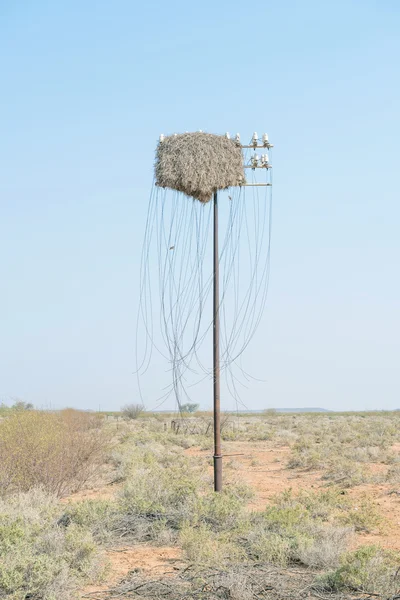 Obsolete telecommunications infrastructure and a community birds — Stock Photo, Image