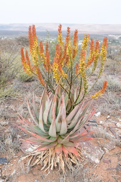 Prieska, muhtemelen Aloe ferox, Aloe