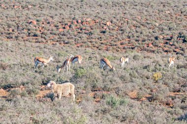 Typical late afternoon Karoo farm scene