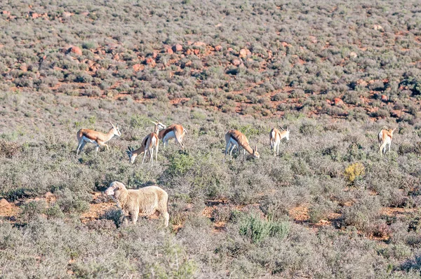 Typical late afternoon Karoo farm scene — Stockfoto