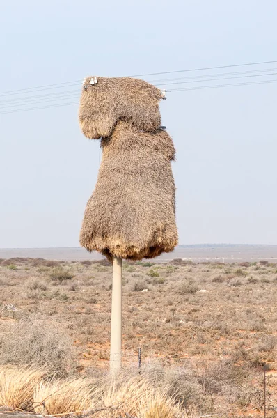 Community bird nest on telephone pole — Stock Photo, Image