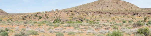 Panorama del bosque del carcaj en Gannabos — Foto de Stock