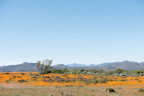 Field of indigenous orange daisies — Stock Photo, Image