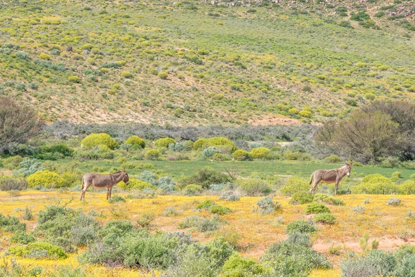 Des ânes dans un champ de fleurs sauvages — Photo