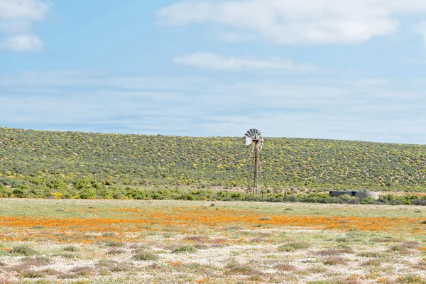 Windmill in a field of orange and yellow wild flowers — Stock Photo, Image