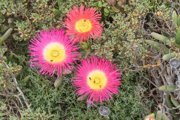 Trois fleurs de l'Elandsvy — Photo