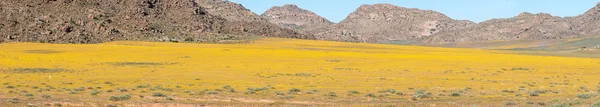 Panorama de flores em Goegap Reserva Natural — Fotografia de Stock