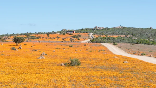 Park ranger on the Roof of Namaqualand viewpoint — Stock Photo, Image