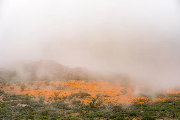 Туман покрывает большие поля оранжевых маргариток в Skilpad — стоковое фото