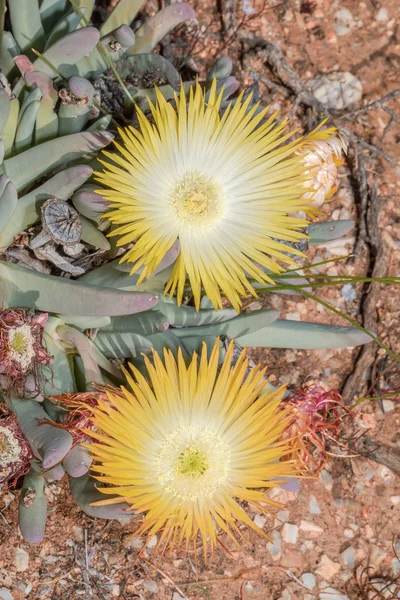 Fleurs d'une plante du genre Cephalophyllum — Photo