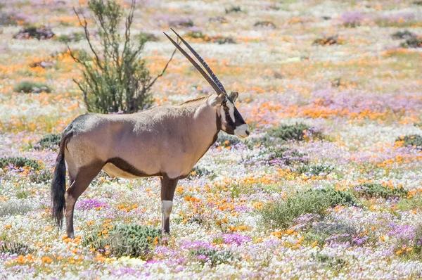 Oryx em flores em Goegap — Fotografia de Stock