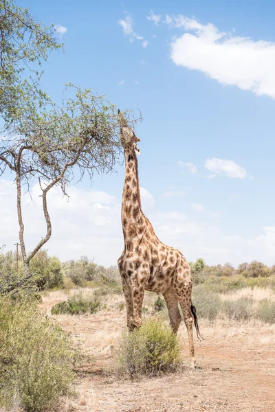 Giraffe met tong zichtbaar — Stockfoto