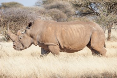 güneyli beyaz rhino 
