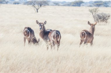 Üç waterbuck bir oyun çiftlik