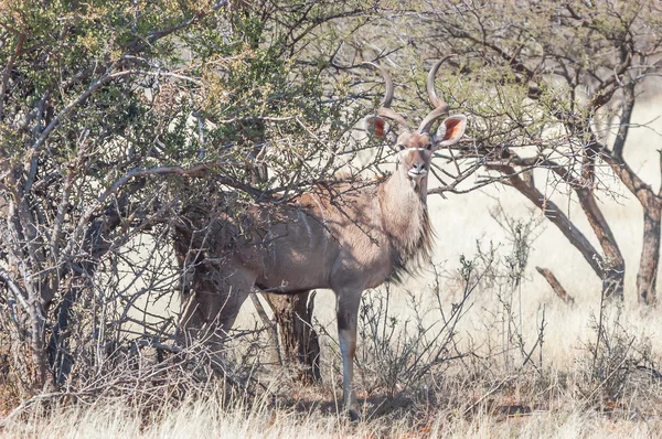 Toro del Gran Kudu — Foto de Stock