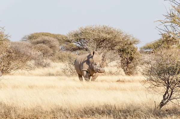 Zuidelijke witte neushoorn — Stockfoto