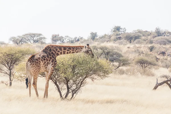 Giraff mellan akacia träd — Stockfoto