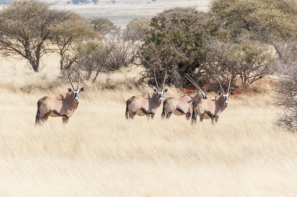 Orix Stier mit seinem Harem — Stockfoto