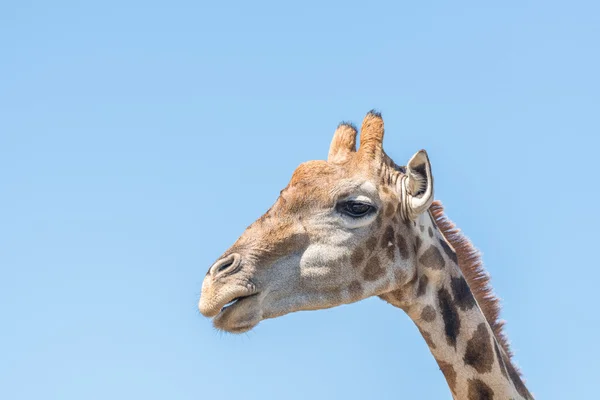 Giraff i naturreservatet Franklin — Stockfoto