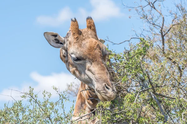 Giraff i naturreservatet Franklin — Stockfoto