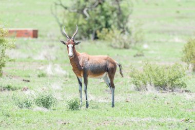 Blesbok veya blesbuck