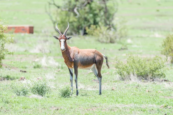 Blesbok або blesbuck — стокове фото