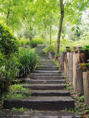 bir orman yoluyla taş kaldırım